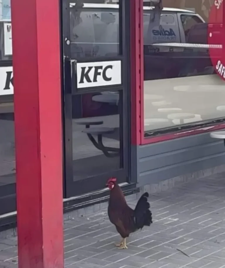 Elektronikbutiker med handikapp vänlig ingång